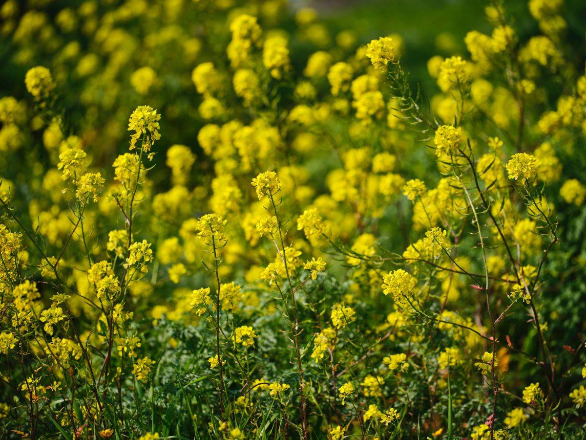 Mustard Procurement Surpasses 9.19 Lakh Tonnes by June 27 (Photo Source: Pexels)