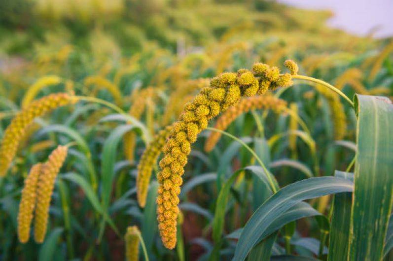 Agri Experts Encourage Millet Cultivation in Jharkhand's Kharif Season (Photo Source: Pixabay)