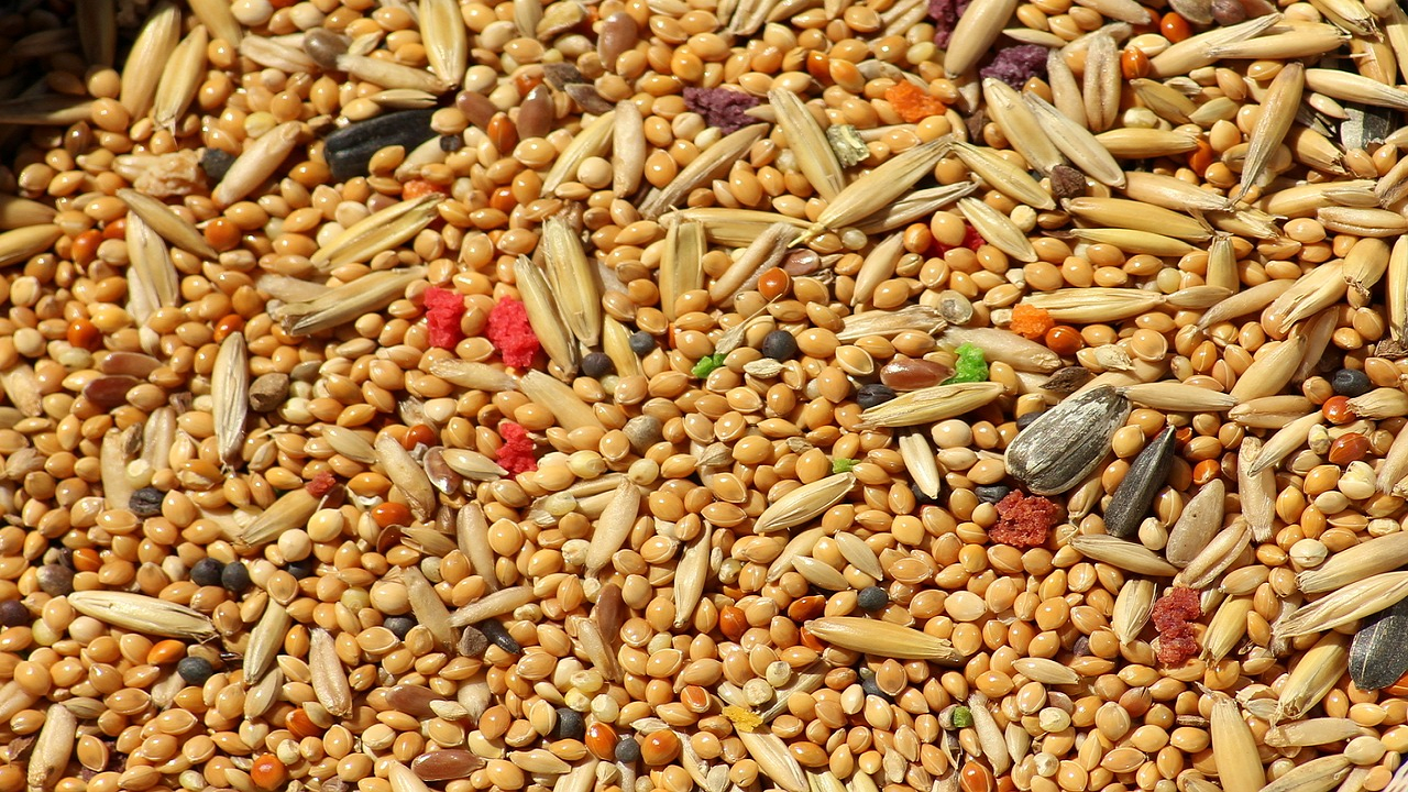 Millets (Photo Courtesy: Pixabay)