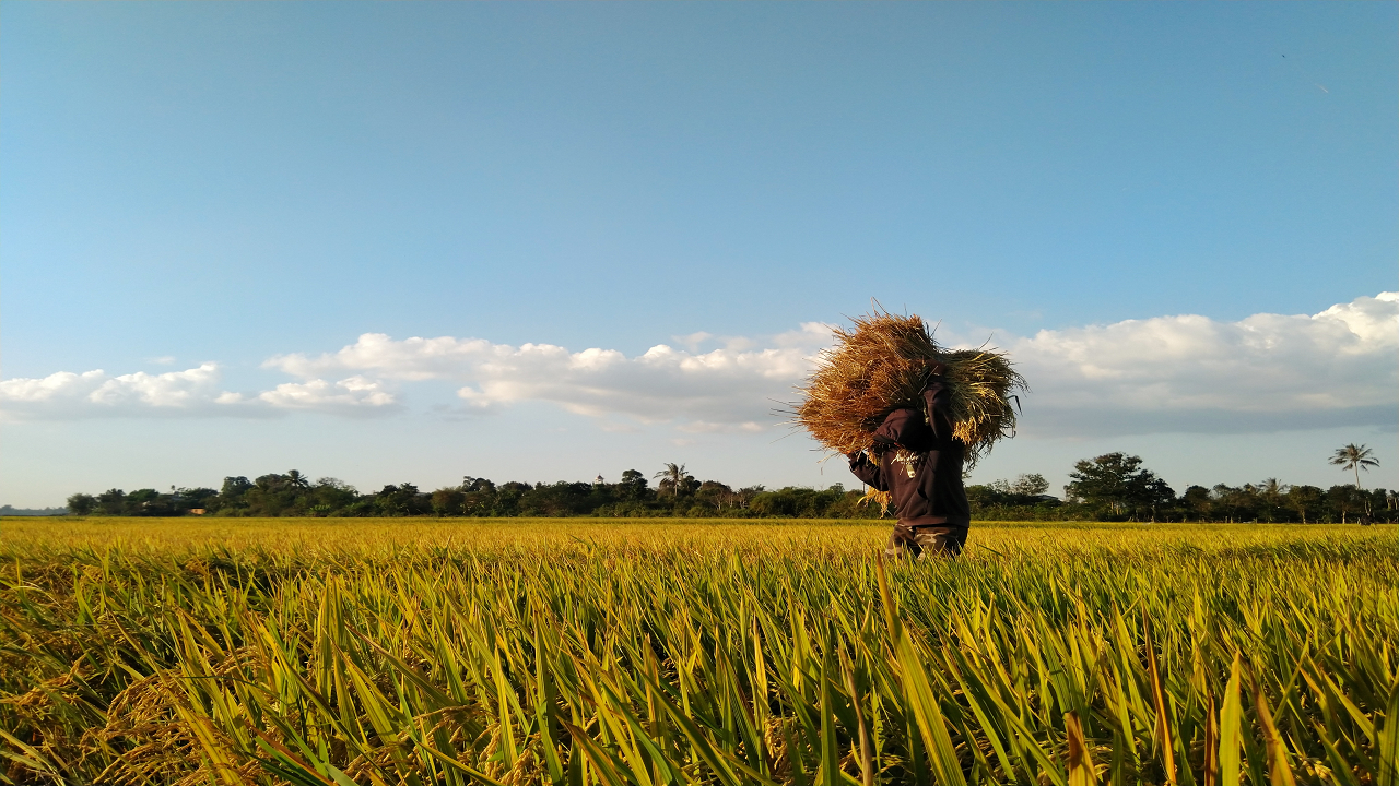A farmer carrying paddy over his shoulder (Photo Courtesy: Unsplash)