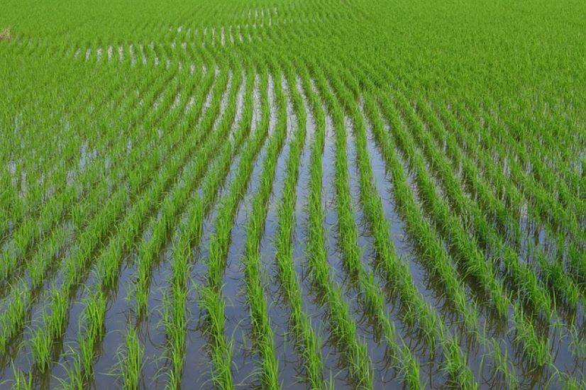 Punjab Agriculture Dept Plans to Expand Basmati Crop Area by 20 Percent (Photo Source: Pixabay)