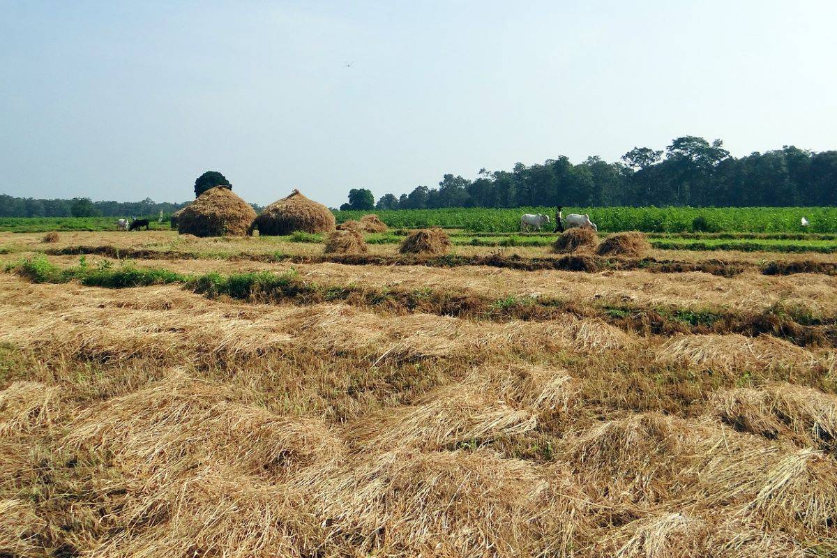 Paddy Straw Management: Punjab Agriculture Minister Unveils Rs 350 Crore Plan (Photo Source: Pixabay)