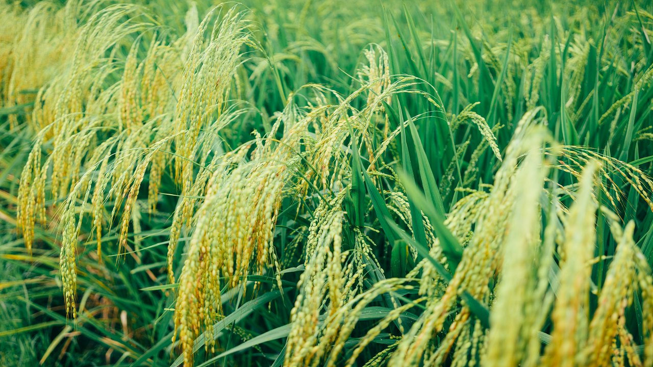 Jharkhand likely to rejoin the PMFBY scheme for the upcoming Kharif season (Photo Courtesy: Pexels)