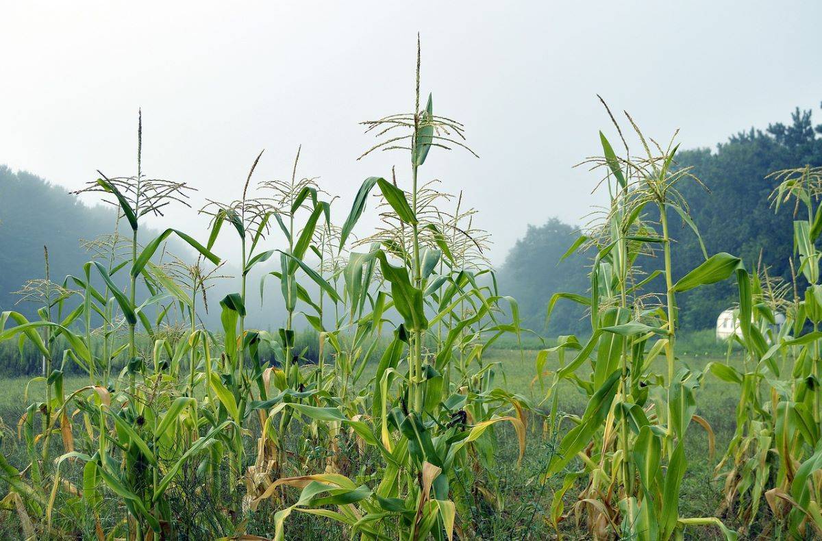 Punjab Agri Experts Call for Ban on 'Spring Maize' as Farmers Embrace Water-Guzzling Crop (Photo Source: Pixabay)