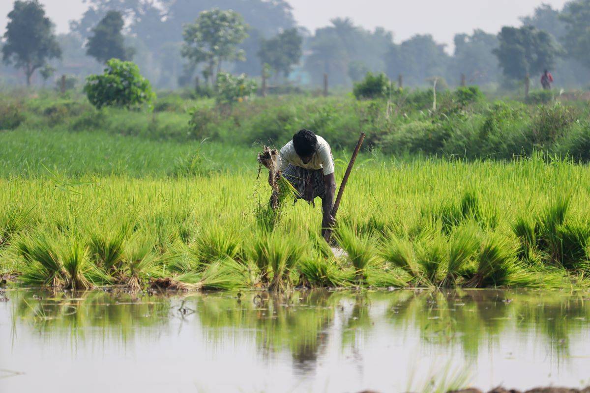 Kharif Sowing Picks up in Gujarat as Monsoon Rains Boost Agriculture (Photo Source: Pexels)