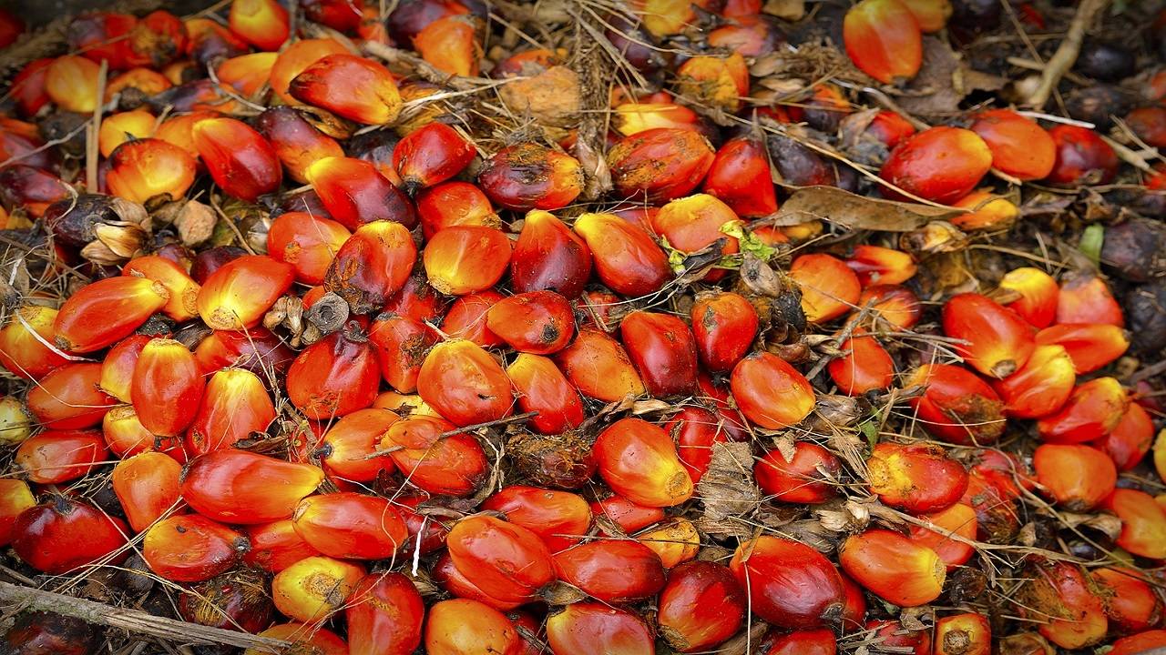 Palm oil imports by India rose to 655,000 metric tons in June, up from 439,173 metric tons in May. (Image Courtesy- Pixabay)