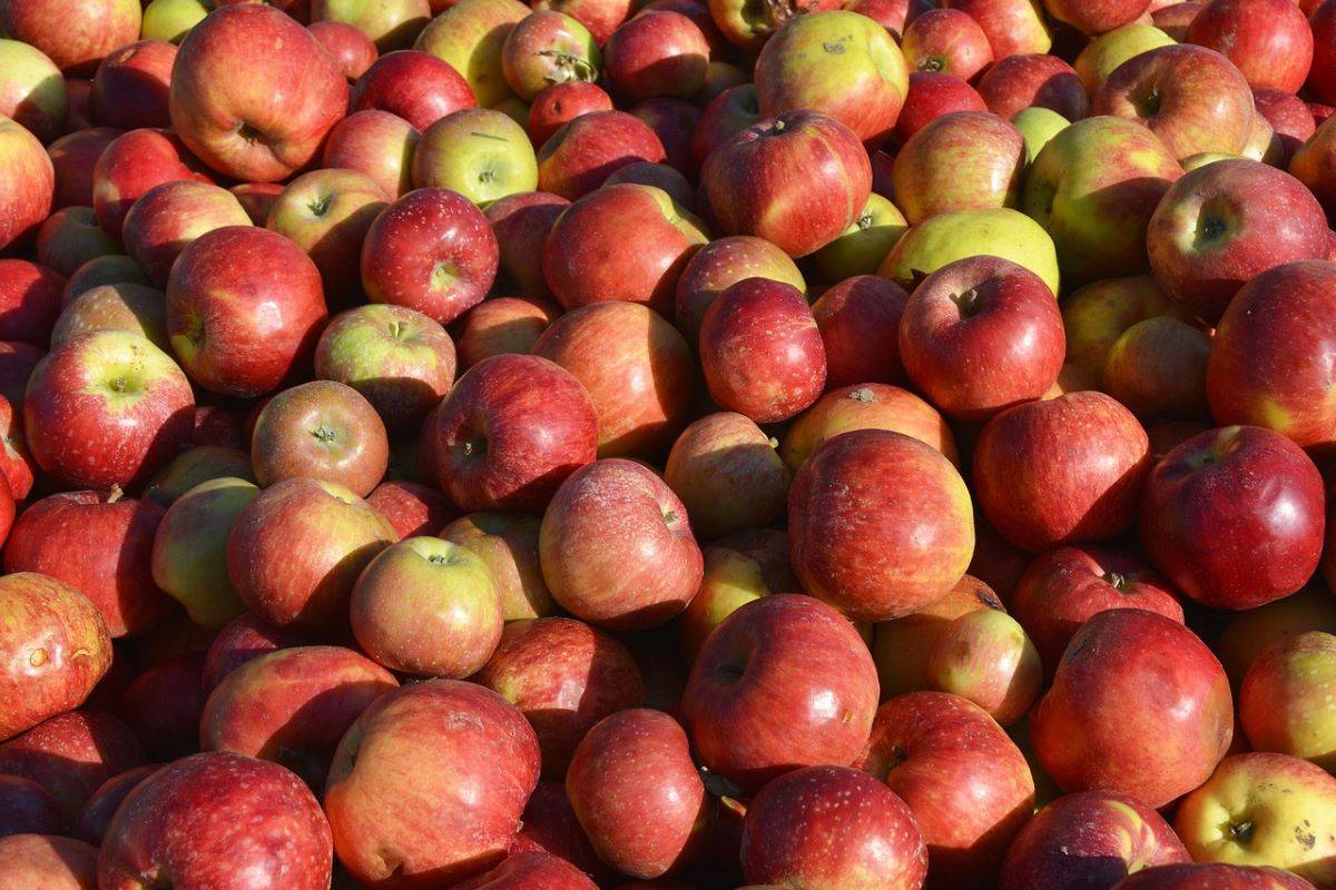 Apple Season: Horticulture Minister Urges Officials to Repair Roads for Smooth Transportation (Photo Source: Pixabay)
