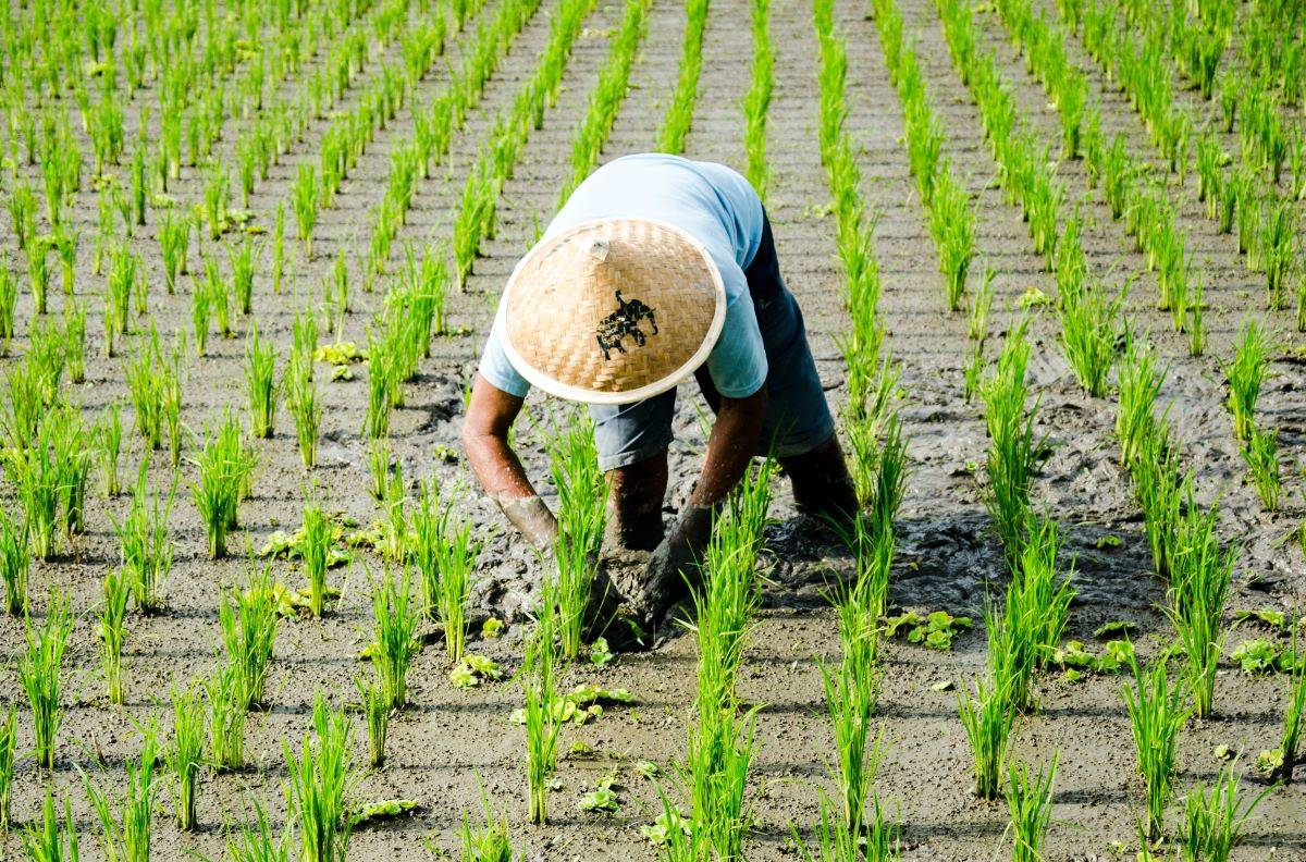 Food Security Crisis Looms as China Grapples with Extreme Weather Conditions: Report (Photo Source: Pexels)