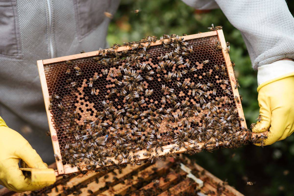 Delhi LG Distributes Honey Bee-Boxes and Toolkits to 130 Beneficiaries (Photo Source: Pixabay)