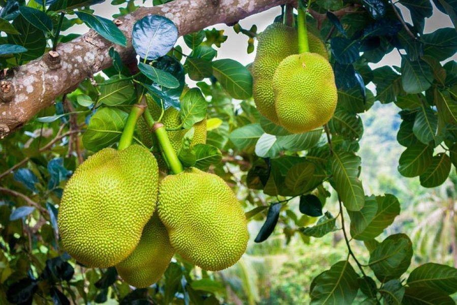ICAR-IIHR Identifies Third Unique Farmer’s Jackfruit Varieties- ‘Siddu’ and ‘Shankara’ (Photo Source: Pixabay)
