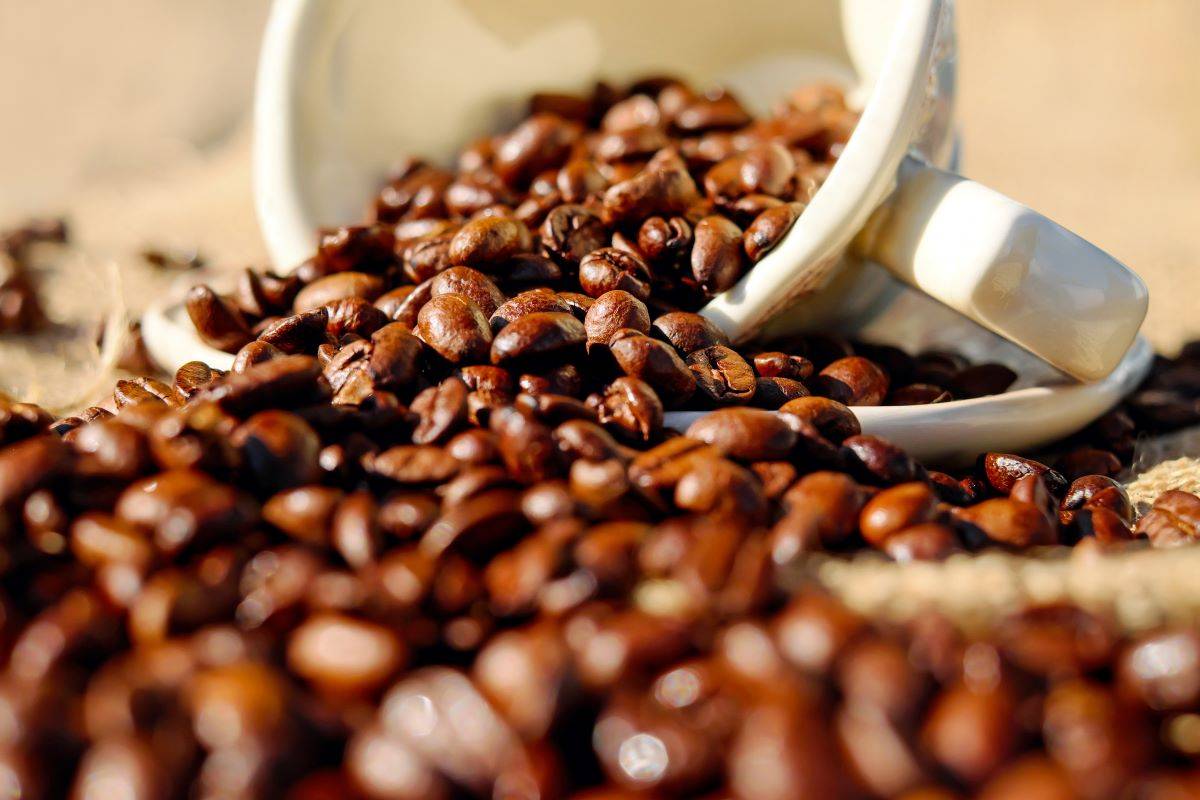 Karnataka Plans to Launch Arabica Coffee Branding Initiative and Promote Coffee Eco-Tourism (Photo Source: Pixabay)
