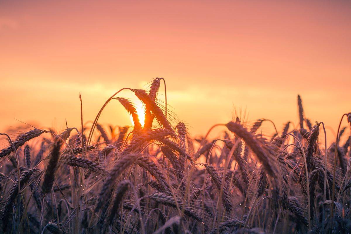 Wheat & Rice e-Auctions: 3rd Weekly Bidding of 2023 for Retailers, Processors, and Traders Set for July 12 (Photo Source: Pexels)