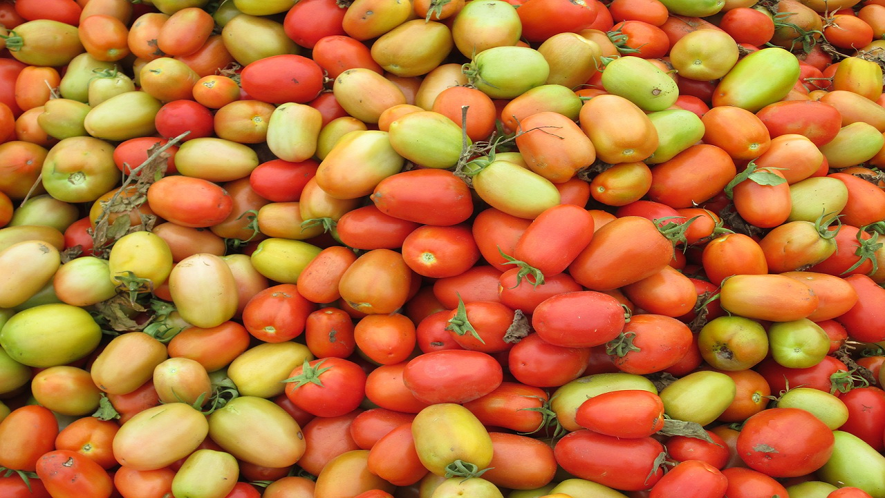 A spike in tomato price in different parts of the country (Photo Courtesy: Pixabay)