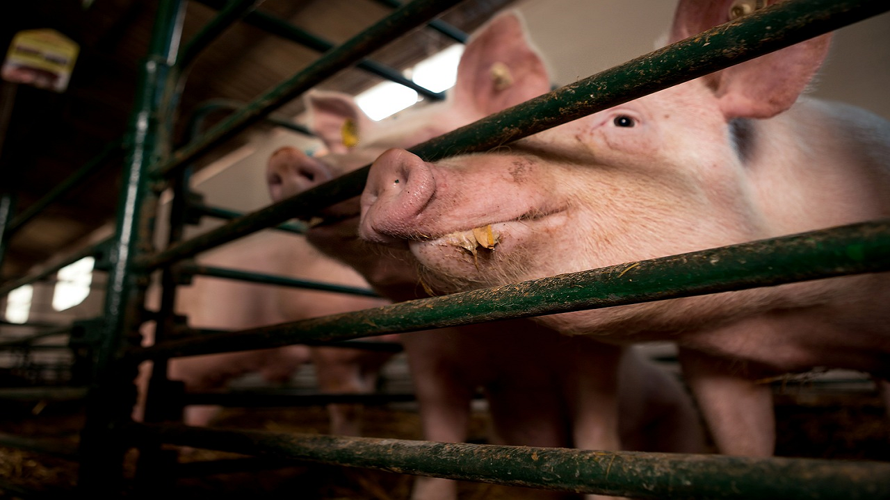 Pig farm (Photo Courtesy: Pixabay)
