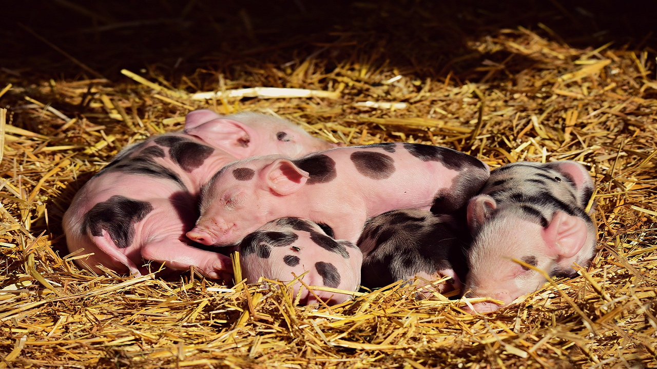 Pigs in the shed (Photo Courtesy: Pixabay)