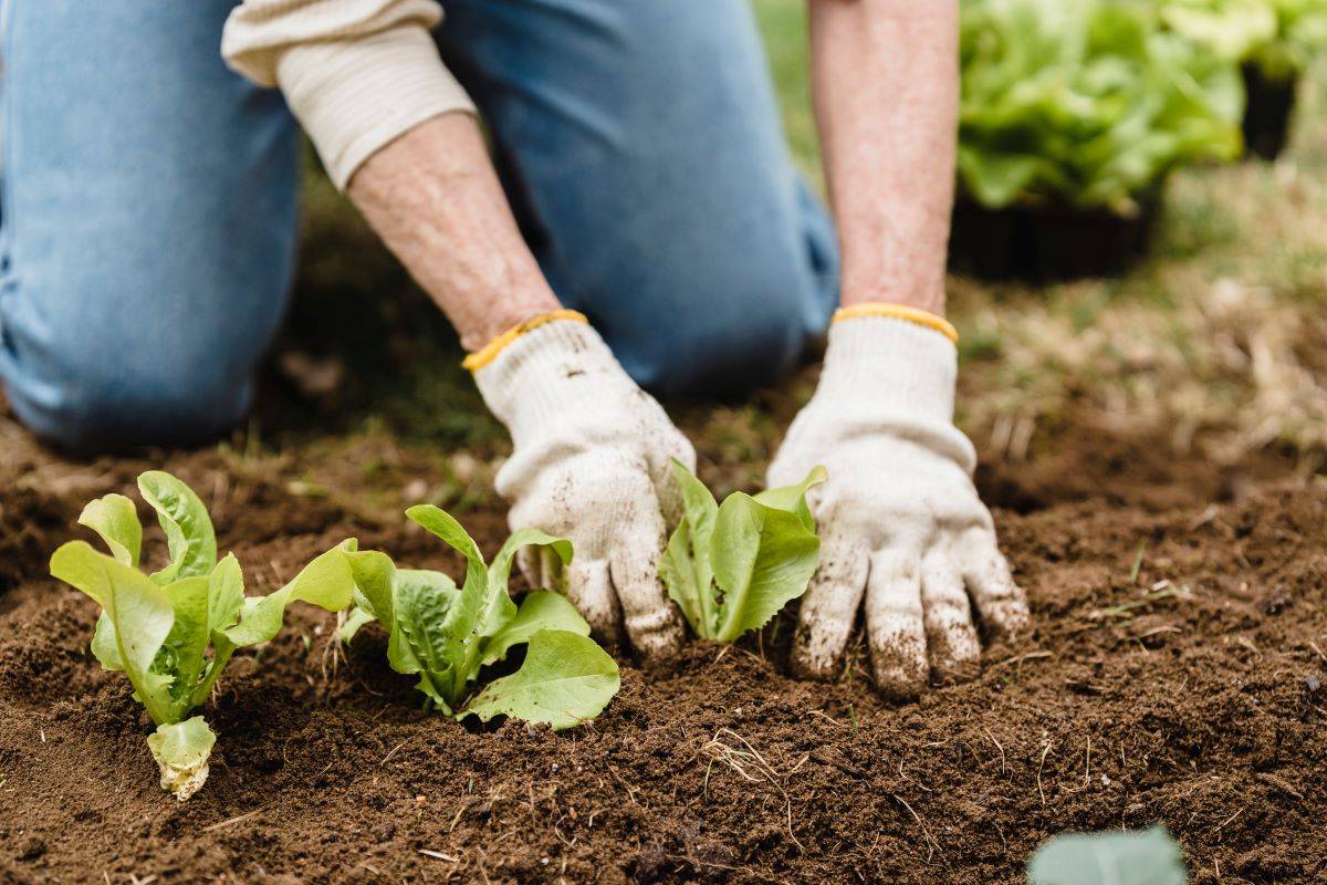 Organic Farming Boosts Farmers' Income and Improves Consumer Health, says A.P. Minister Kakani Govardhan Reddy (Photo Source: Pixabay)