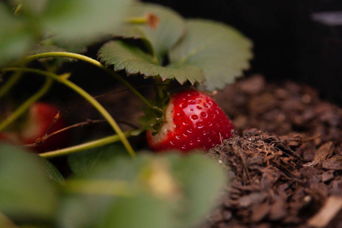 Strawberry Production Linked to Long-Term Plastic Pollution, Reveals Study (Photo Source: Pexels)