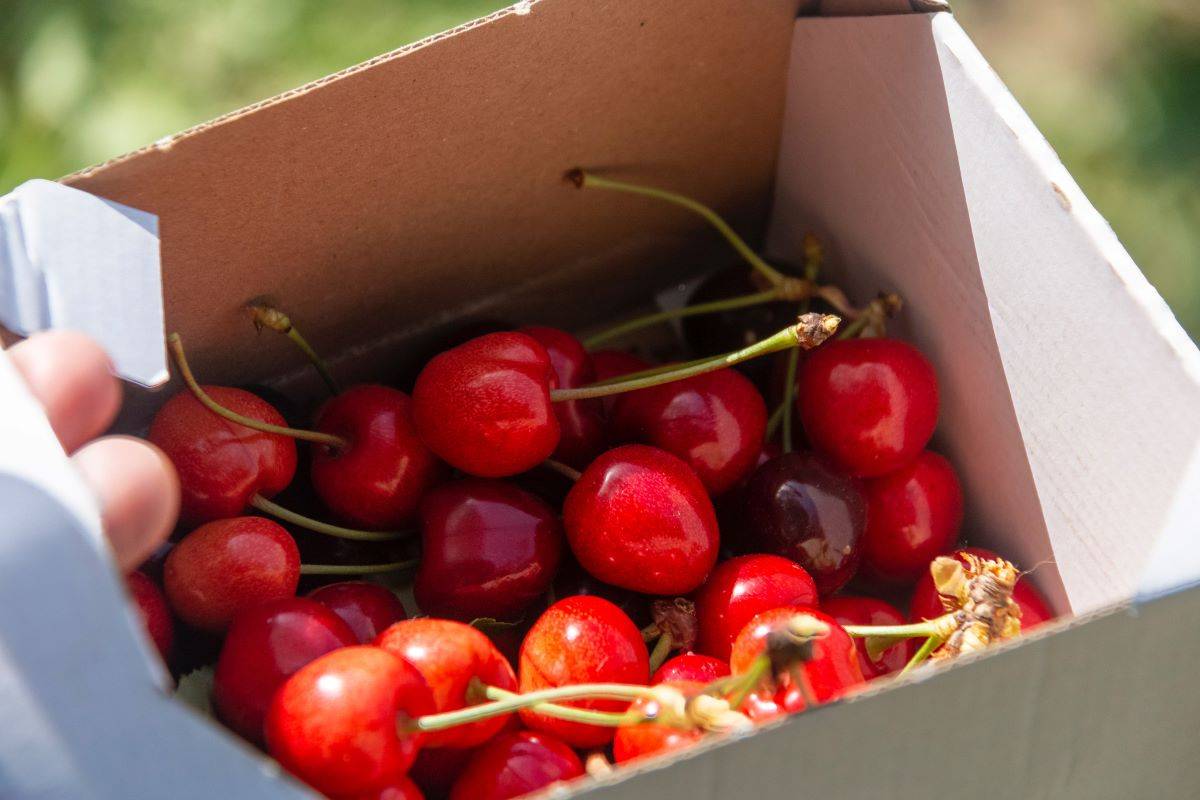 Pacific Northwest's World-Famous Cherries Now Available in India! (Photo Source: Pexels)