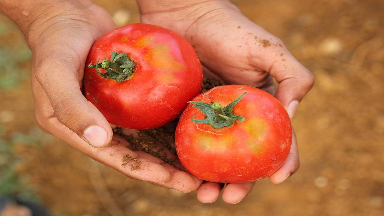Madhya Pradesh's Sanjeev Burma said that his wife was upset after he used two tomatoes for cooking. (Image Courtesy- Pixabay)