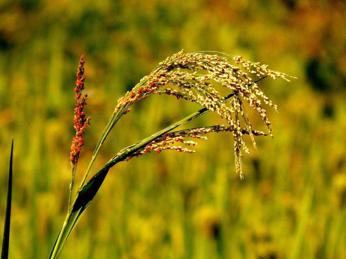 Ministry of Defence & FSSAI Sign MoU to Promote Millets Use Among Armed Forces (Photo Source: Pixabay)