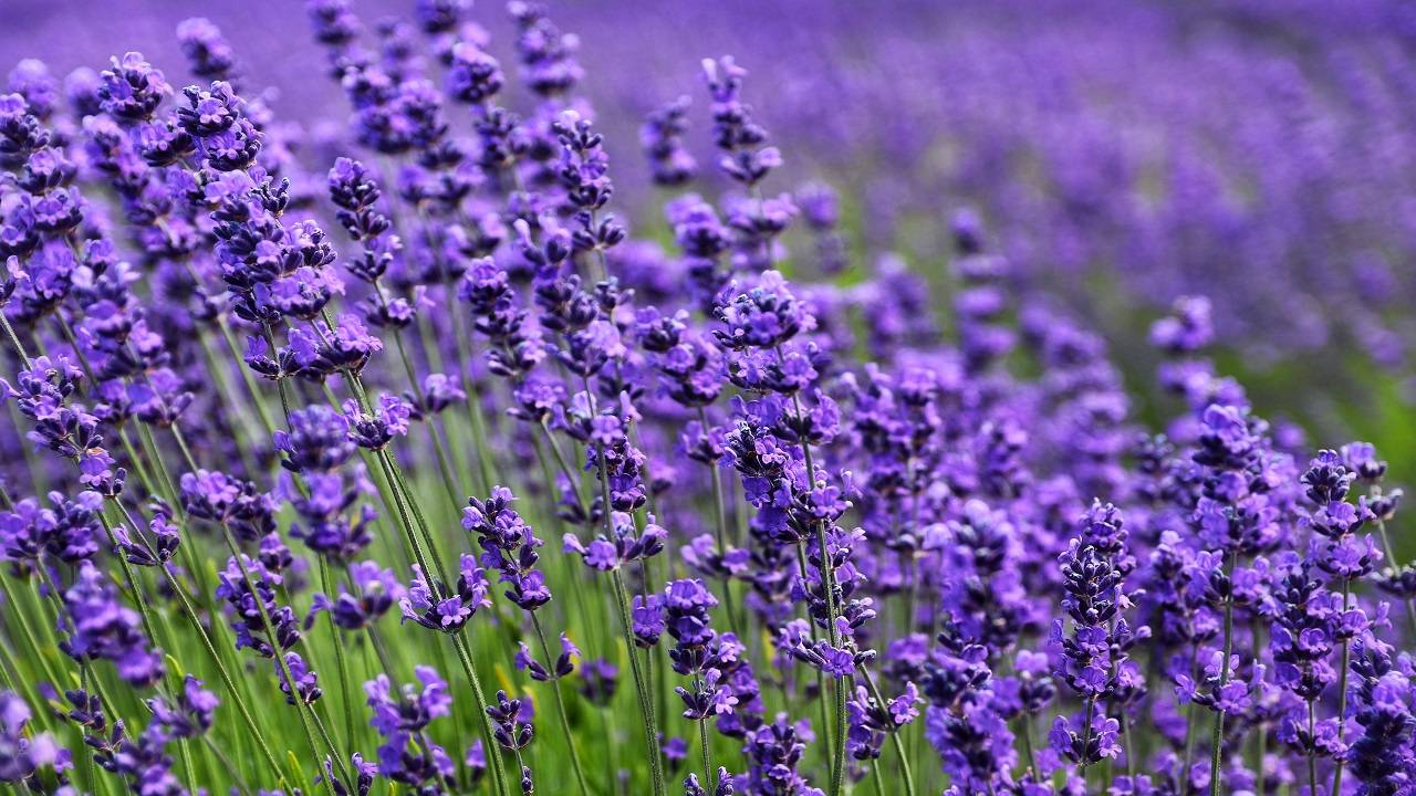 The Purple Revolution or Lavender Revolution, launched by the Ministry of Science & Technology. (Image Courtesy- Unsplash)