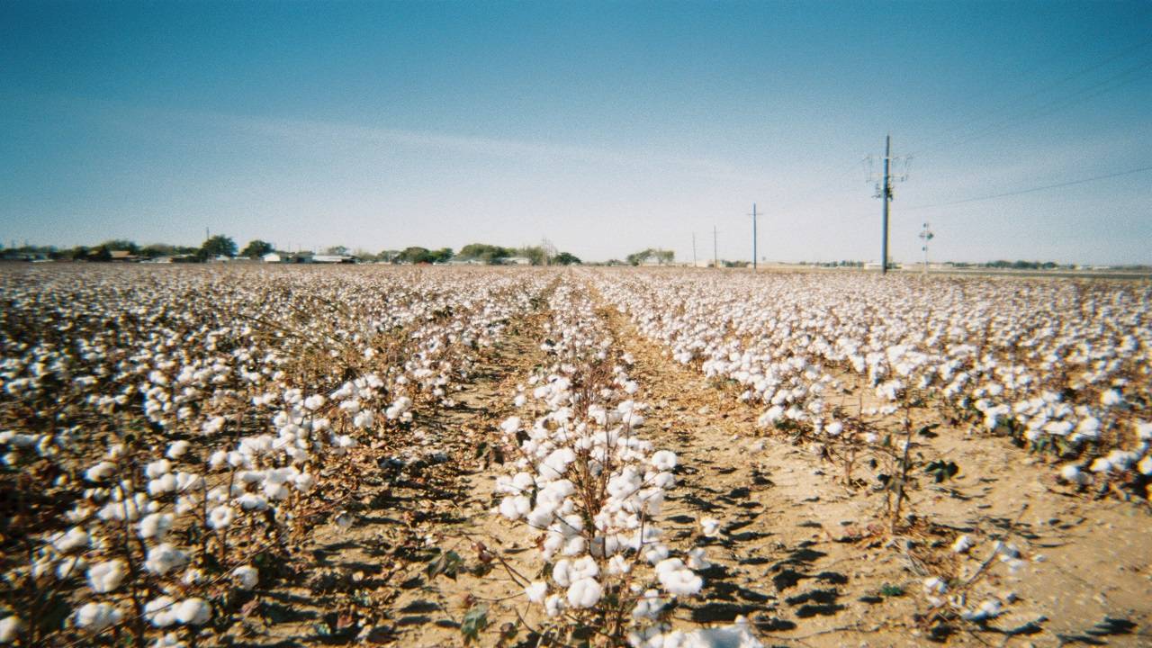In May, CAI had initially projected a lower cotton output of 298.65 lakh bales, the lowest since 2008-09. (Image Courtesy- Unsplash)