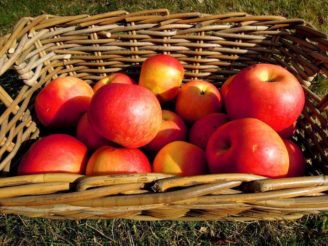 Apple Production to Halve in Himachal & J&K Due to Heavy Rains (Photo Source: Pixabay)
