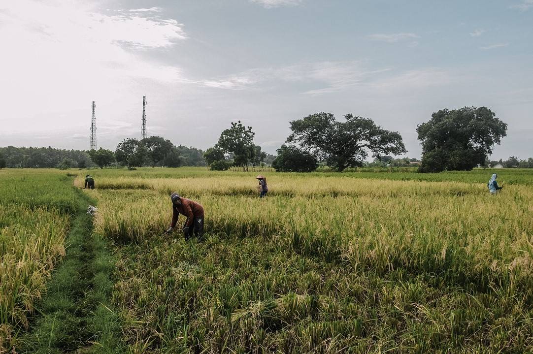 ACFI Organizes Seminar on Agriculture Extension: Role of Govt and Industry in Gujarat (Photo Source: Pexels)