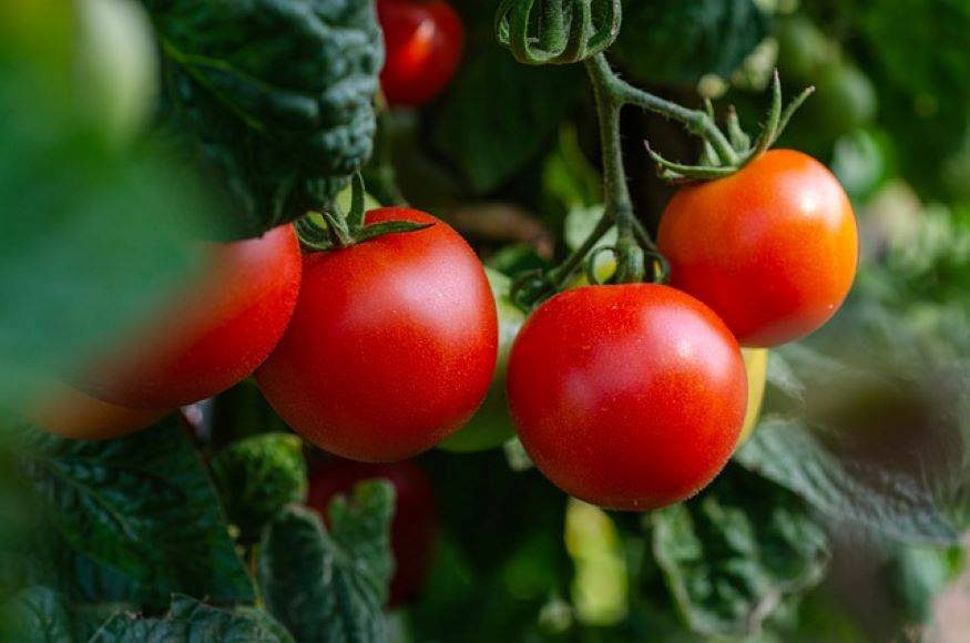 Govt Cuts Retail Tomato Prices to Rs 70/kg (Photo Source: Pixabay)
