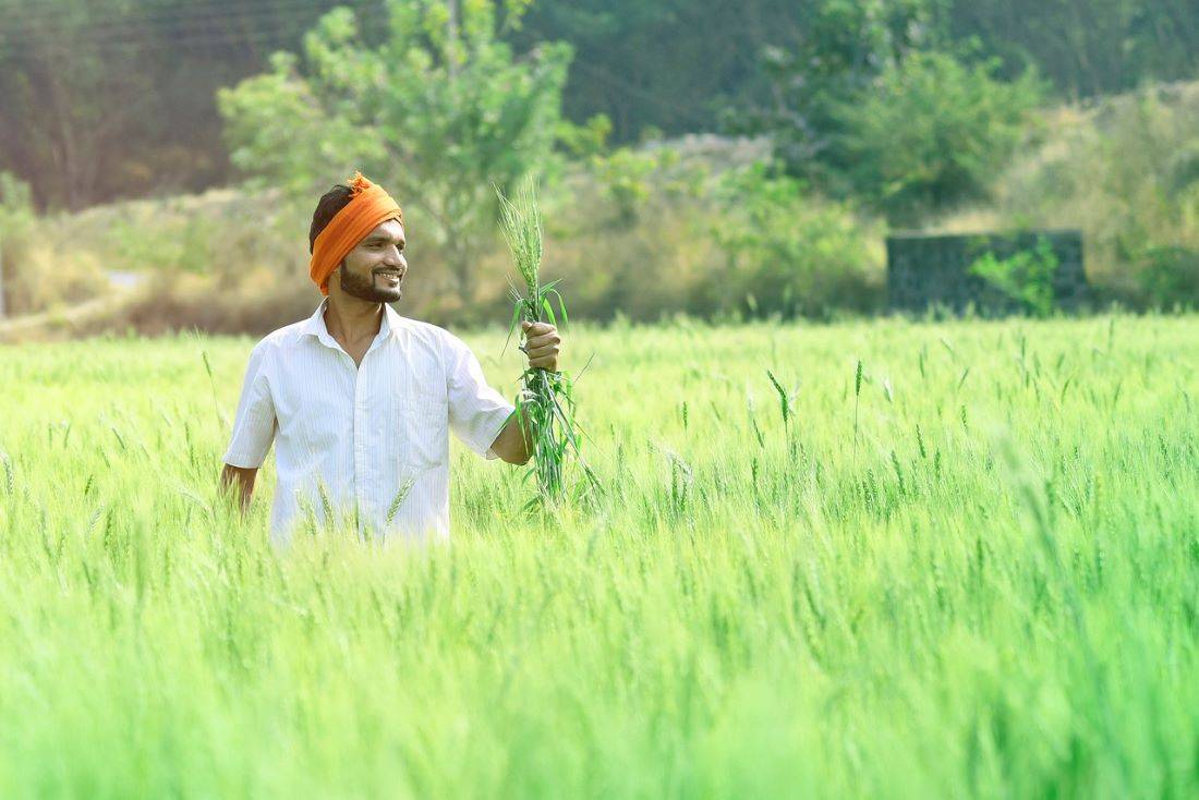 PMFBY: Gautam Buddh Nagar District Announces Action Plan to Safeguard Farmers from Crop Damages (Photo Source: Pixabay)