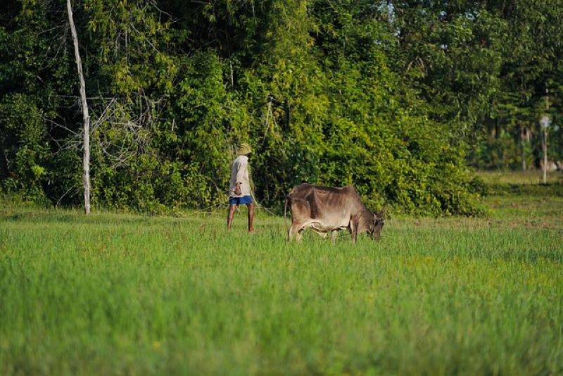 Credit Guarantee Scheme for Livestock Sector Launched to Boost Rural Economy (Photo Source: Pixabay)