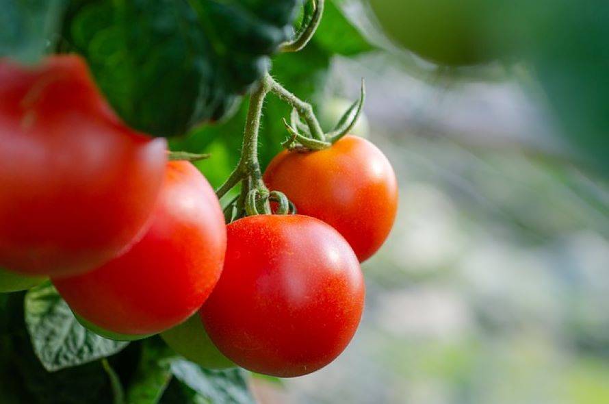 ONDC to Offer Subsidised Tomatoes for Online Purchase (Photo Source: Pixabay)