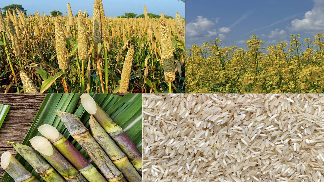Rice, Millet, Sugarcane and Oilseeds area coverage has significantly rose under kharif crops as compared to the last year. (Image Courtesy- Pixabay)