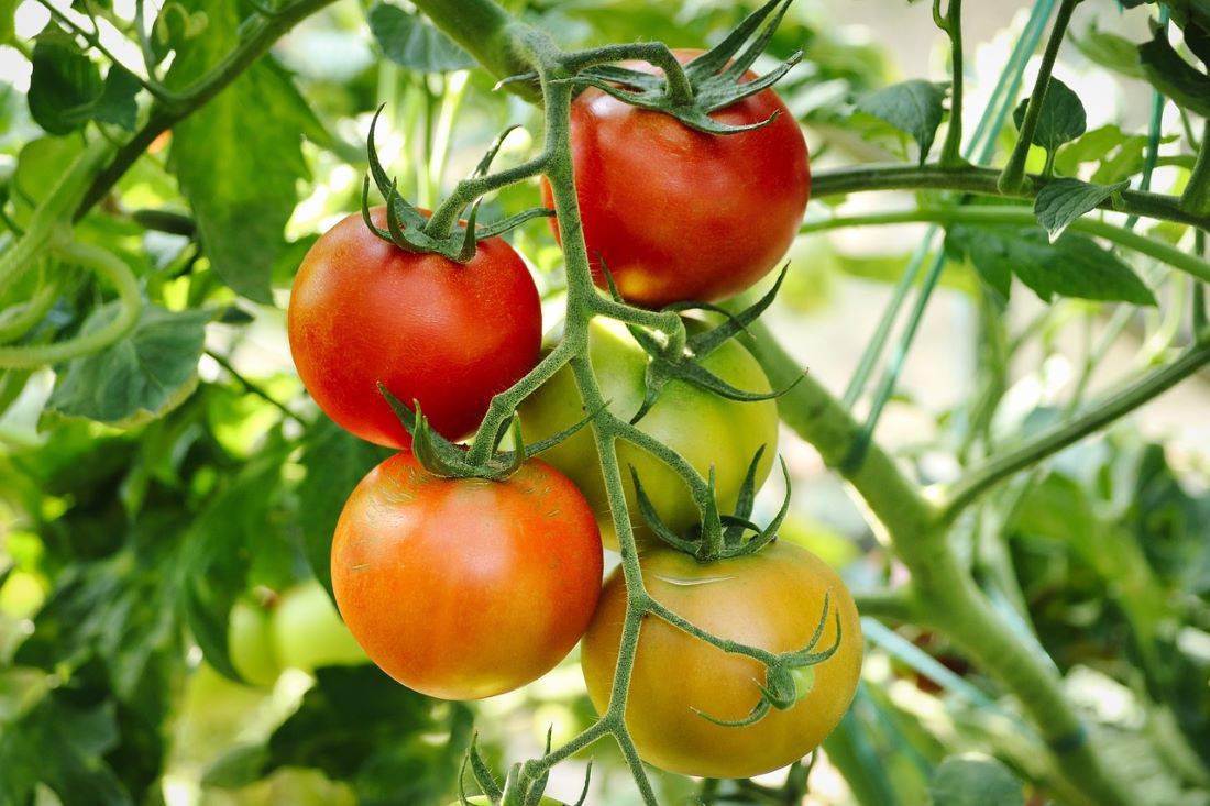 NCCF Begins Subsidized Tomato Sales via ONDC at Just Rs 70 per kg (Photo Source: Pixabay)