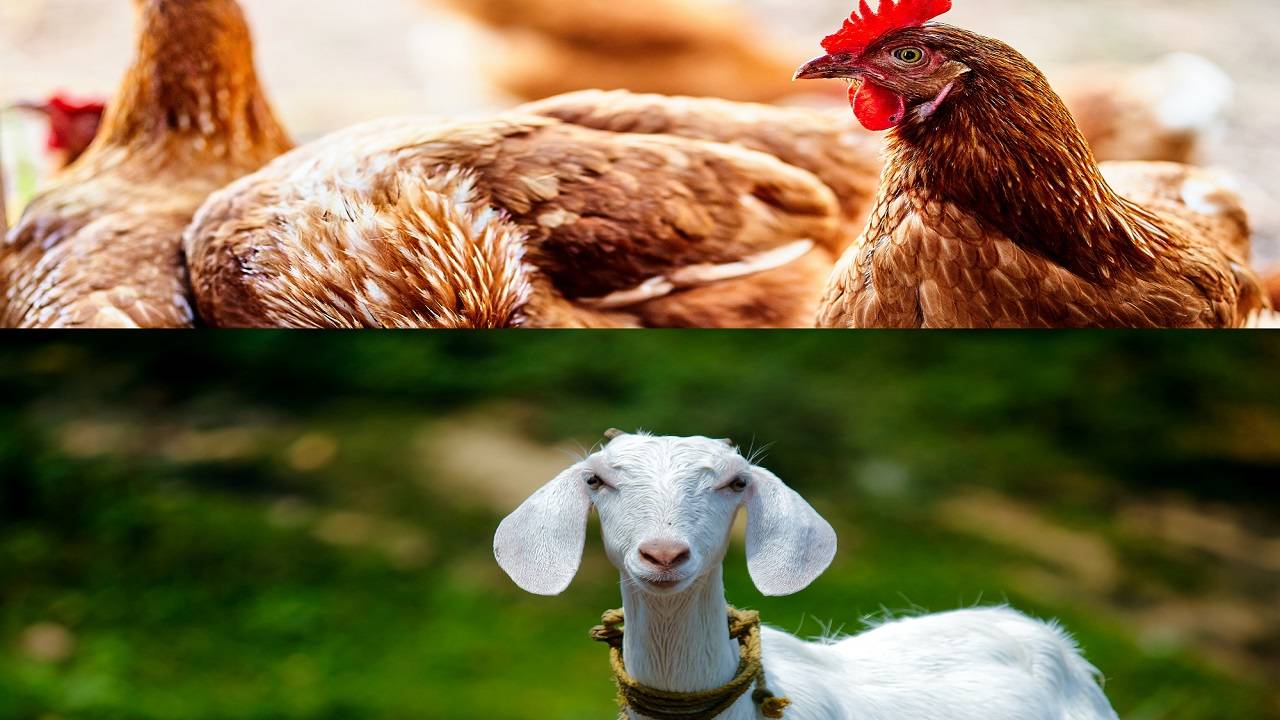 The schemes and loans seek to empower farmers to invest in their animal husbandry ventures. (Photo Courtesy- Unsplash)