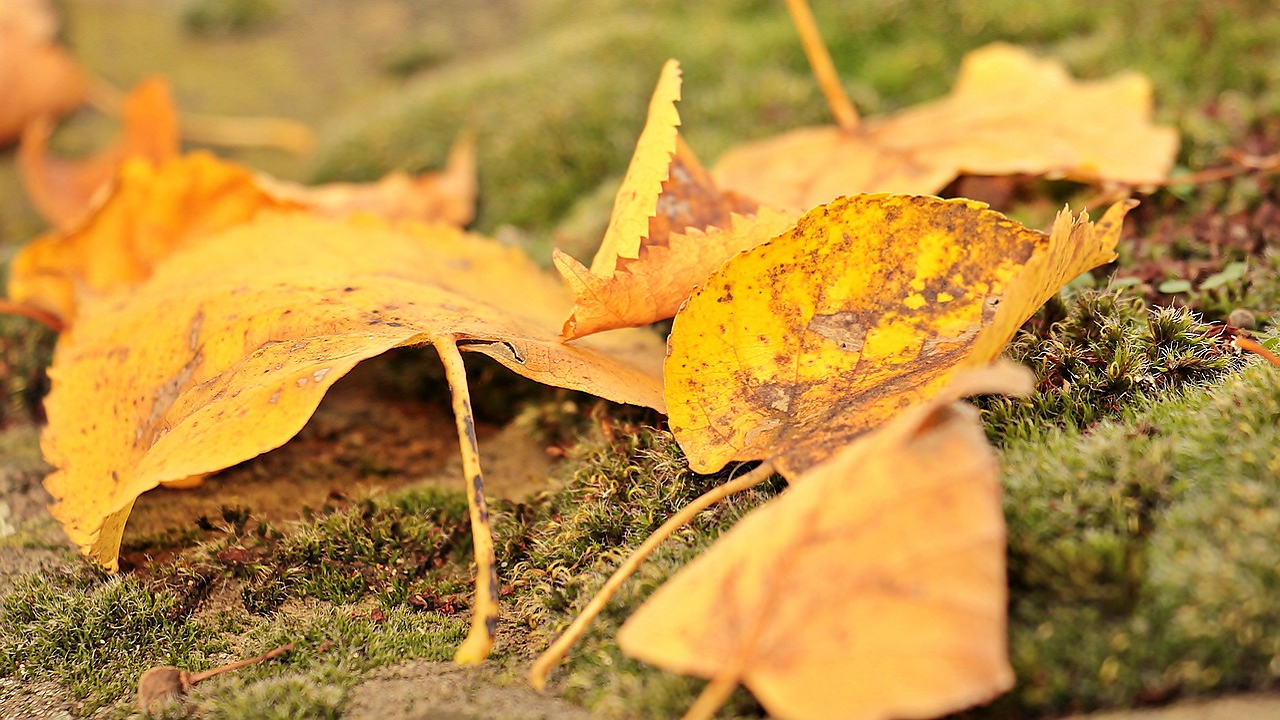 Plants leaves turned yellow (Photo Courtesy: Pixabay)