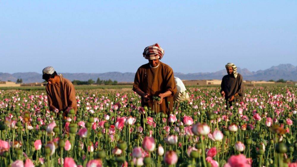 Rural Afghan Farmers Hit Hard by Severe Drought and Harsh Winter, Reports FAO (Photo Source: Pixabay)