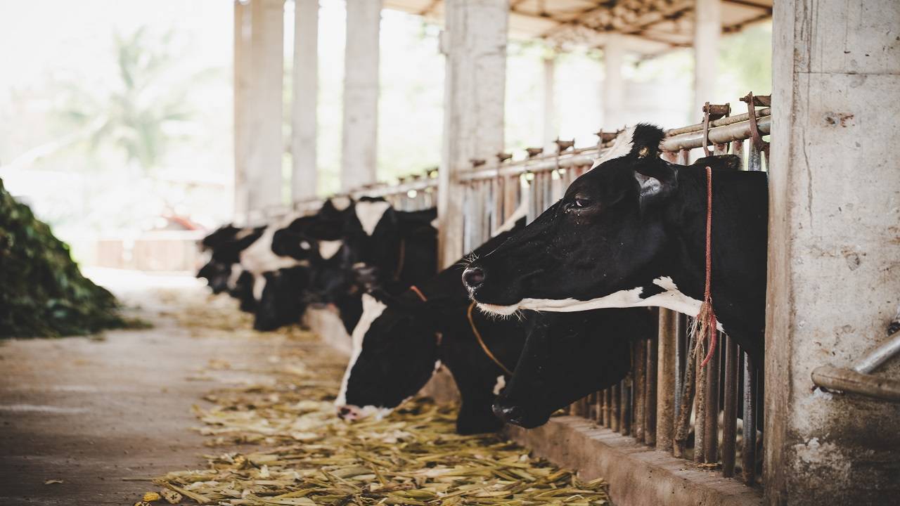 The IVRI-developed cattle feed represents a significant leap forward in addressing these invaluable creatures' critical need for a highly nutritious diet. (Image Courtesy- Freepik)