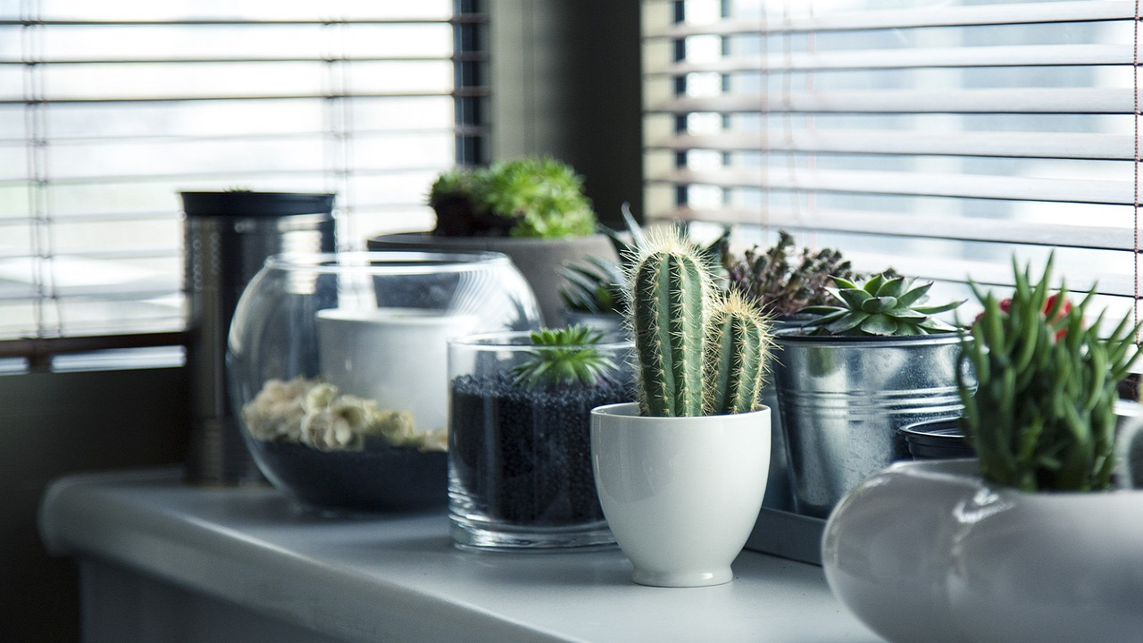 Indoor plants for decoration (Photo Courtesy: Pixabay)
