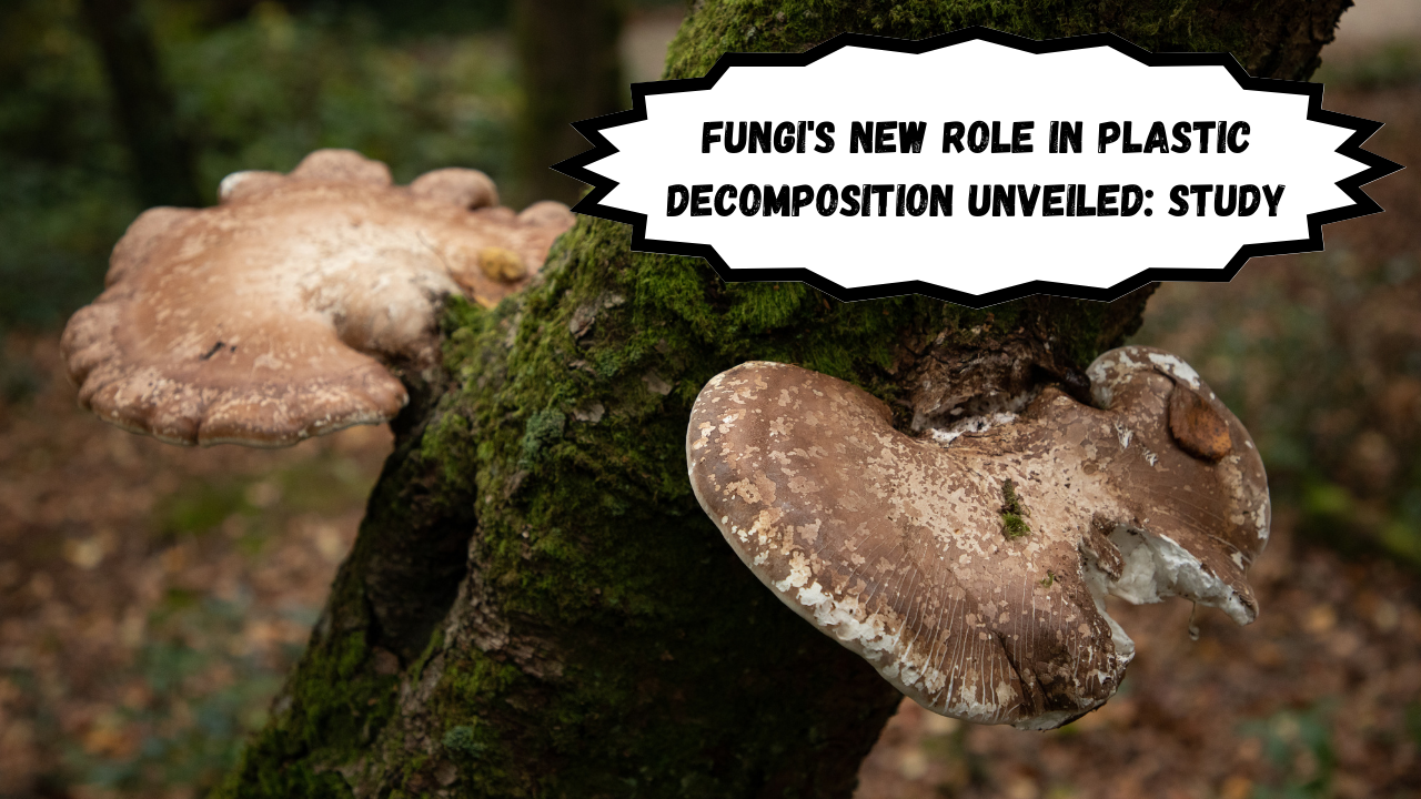 Previous studies have shown that fungi use potent enzymes to break down such materials. (Image Courtesy- Freepik)