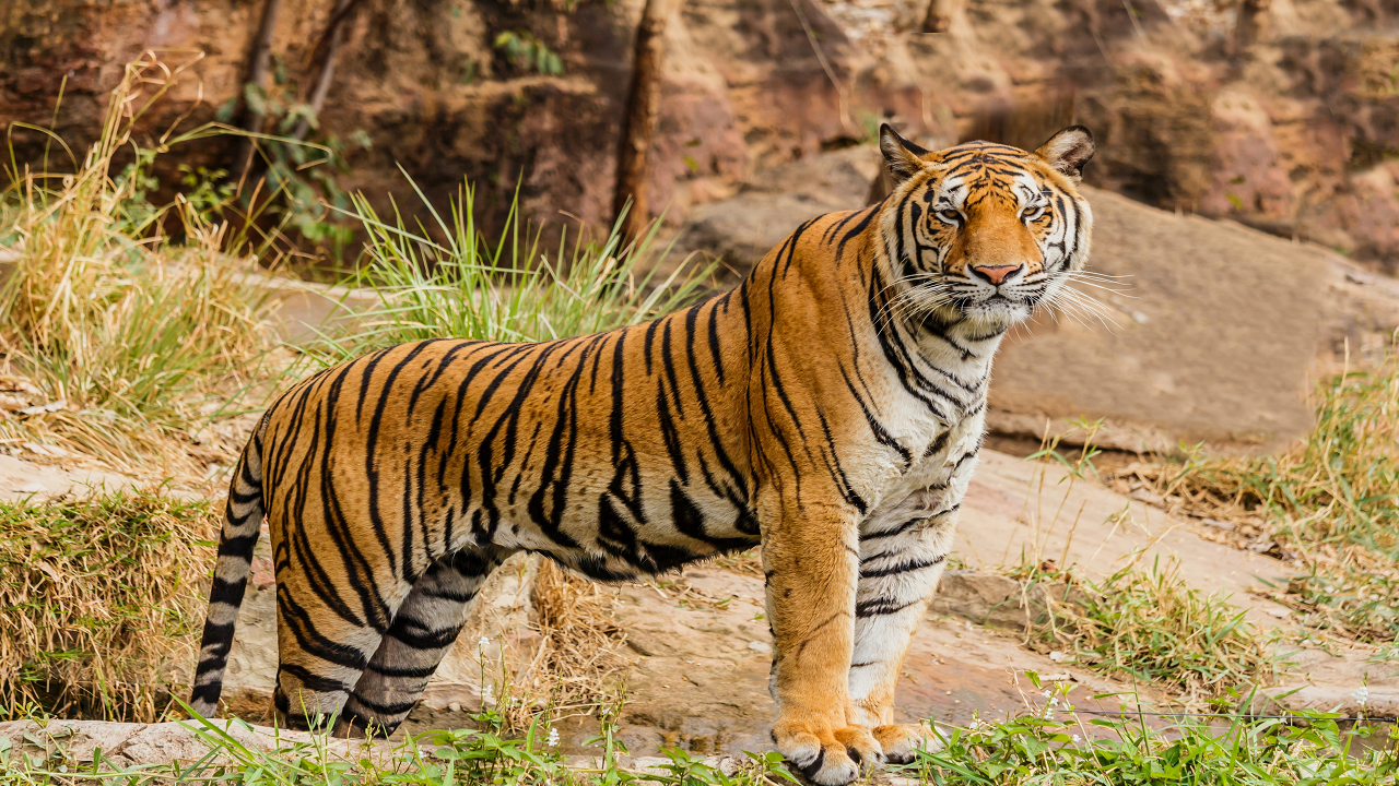 Project Tiger (Photo Courtesy: Unsplash)