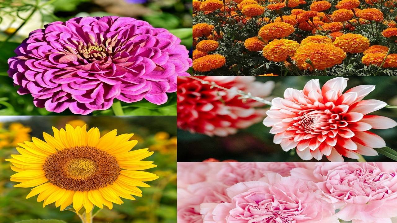 - August in India is a blooming paradise with a variety of colourful flowers. (Photo Courtesy- Pixabay)