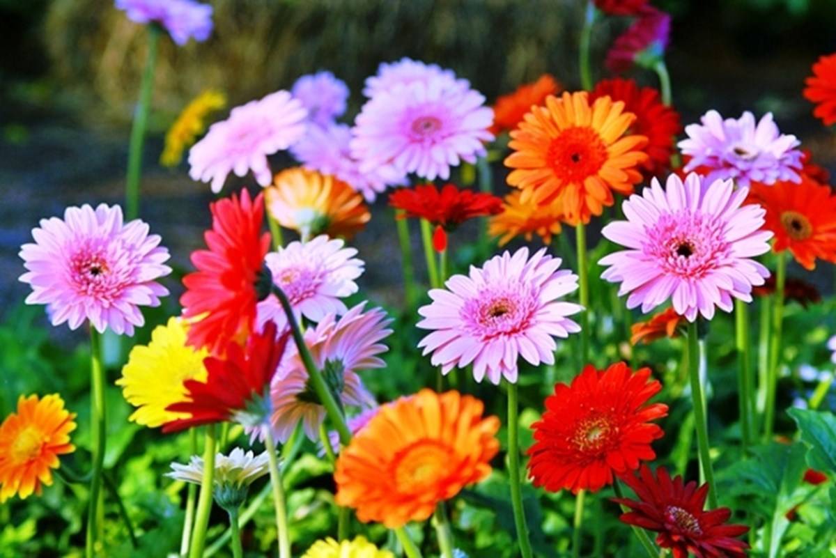 Gerbera Flower of different colors