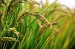 Gene Editing Boosts Rice Grain Quality and Resilience to Heat Stress, Finds Study 