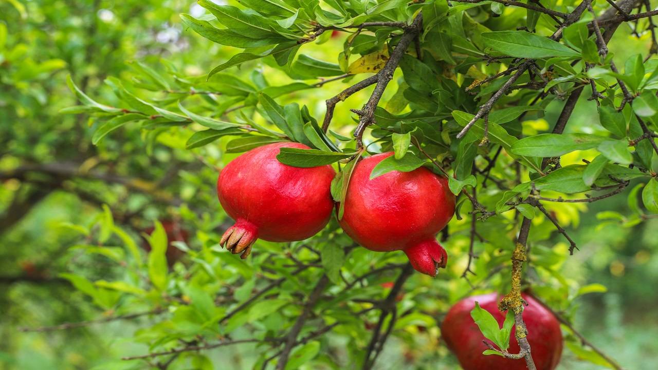 India resumes pomegranate exports to US. (Image Courtesy- Freepik)