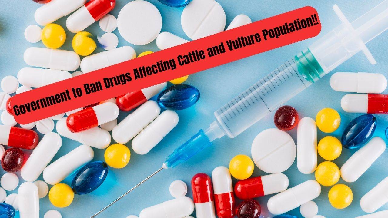 The ban comes as a response to reports indicating that these drugs pose serious harm to cattle and can have devastating effects on vultures. (Image Courtesy- Freepik)
