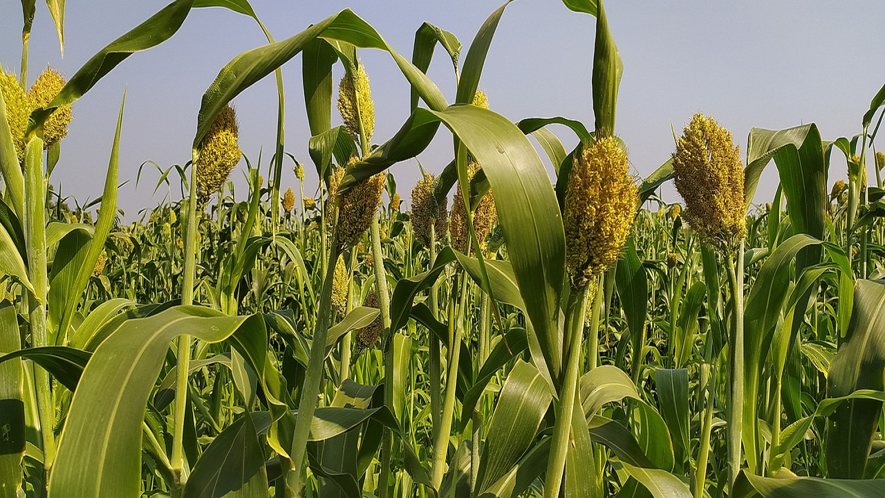 Millets cultivation (Photo Courtesy: Pixabay)