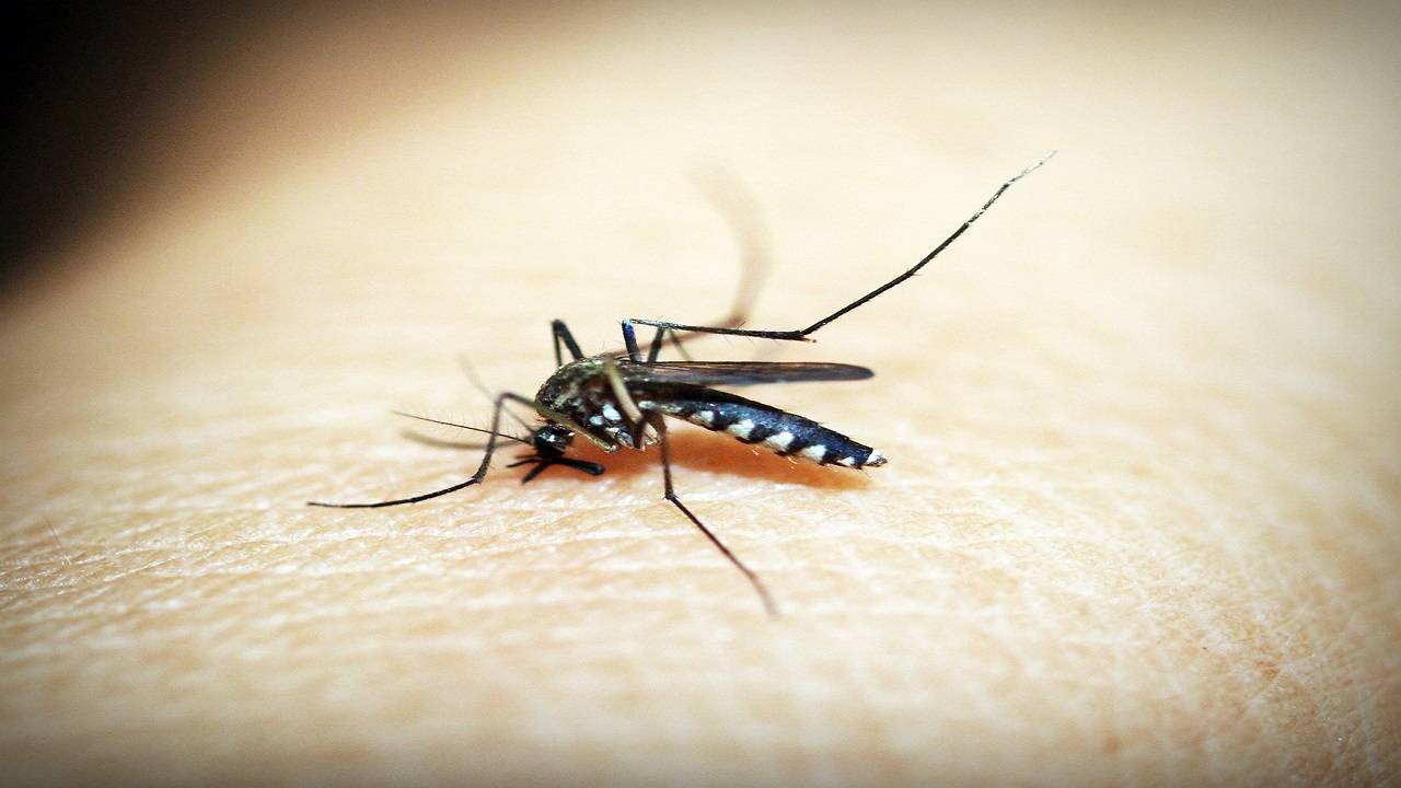 As India grapples with a surge in dengue cases, it is crucial for individuals to take necessary precautions. (Image Courtesy- Pixabay)