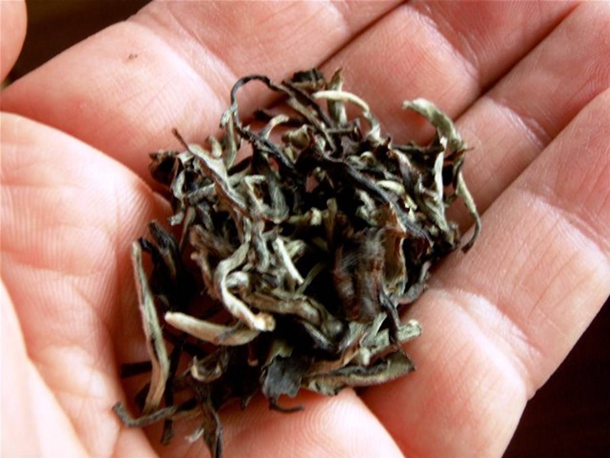 India’s Rarest and Most Expensive Tea