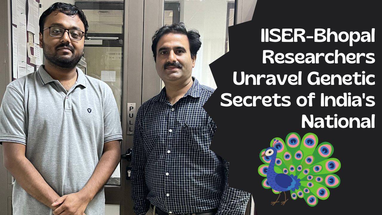 IISER-Bhopal scientists use genome assembly to uncover genetic adaptations in peacocks' ornate tails.